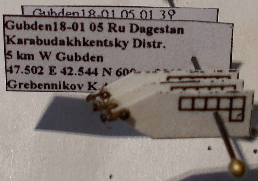 Tapinoma subboreale