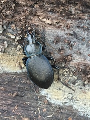 Carabus goryi