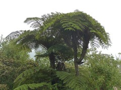 Alsophila borbonica