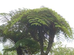 Alsophila borbonica