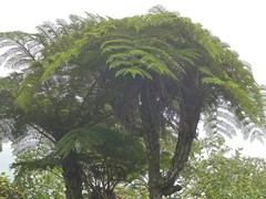 Alsophila borbonica