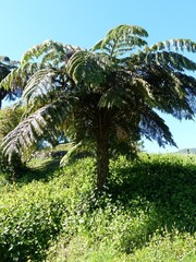 Alsophila borbonica