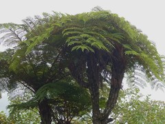 Alsophila borbonica