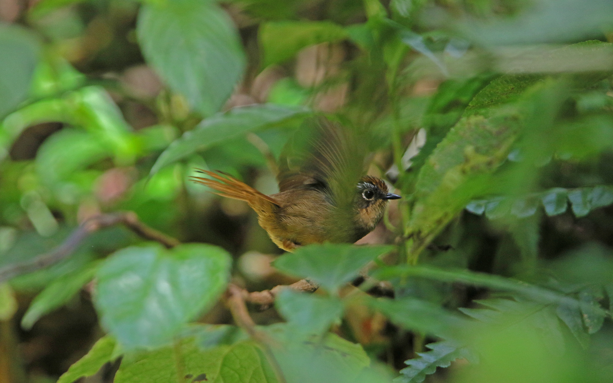Rusty-capped Fulvetta illustration