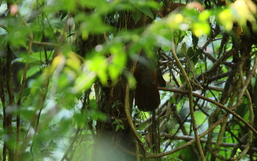 Golden-winged Laughingthrush (Trochalopteron ngoclinhense), photo 3