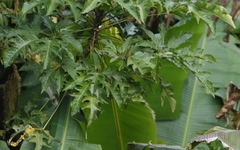 Phylloscopus poliogenys