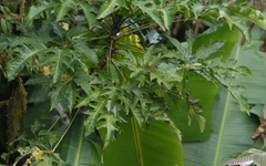 Phylloscopus poliogenys