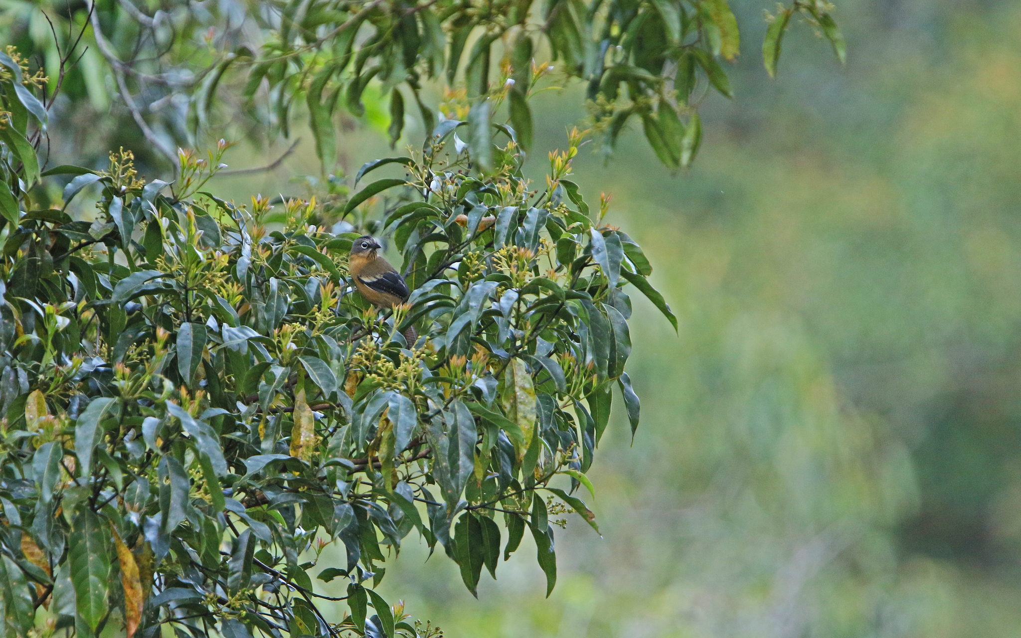 Black-crowned Barwing illustration