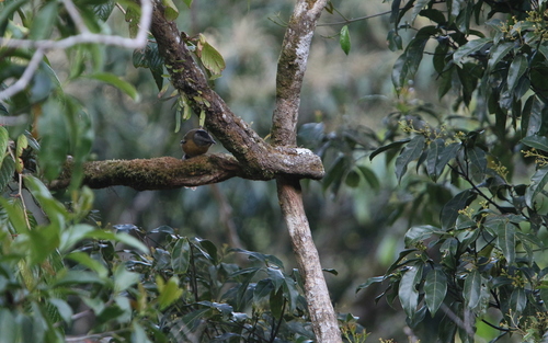 Black-crowned Barwing (Actinodura sodangorum), photo 4