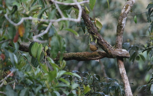 Black-crowned Barwing (Actinodura sodangorum), photo 5