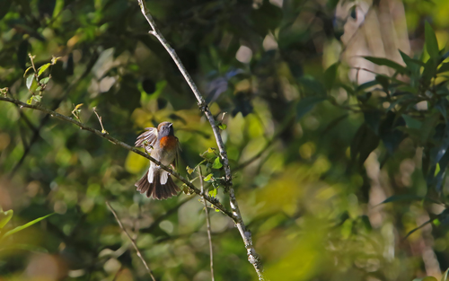 Rufous-gorgeted Flycatcher (Ficedula strophiata), photo 2