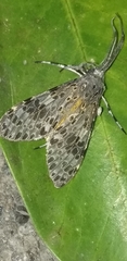 Eucereon myrina