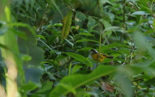 Golden-breasted Fulvetta (Lioparus chrysotis), photo 5