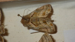 Euchalcia variabilis