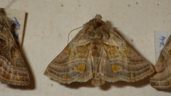 Euchalcia variabilis