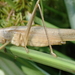 Slightly Musical Conehead Katydid - Photo (c) Laura Shappell, some rights reserved (CC BY-NC), uploaded by Laura Shappell