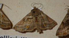 Euchalcia variabilis