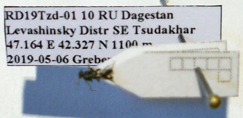 Tapinoma subboreale