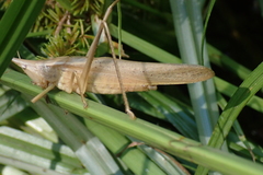 Neoconocephalus exiliscanorus