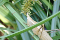 Neoconocephalus exiliscanorus
