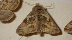 Euchalcia variabilis