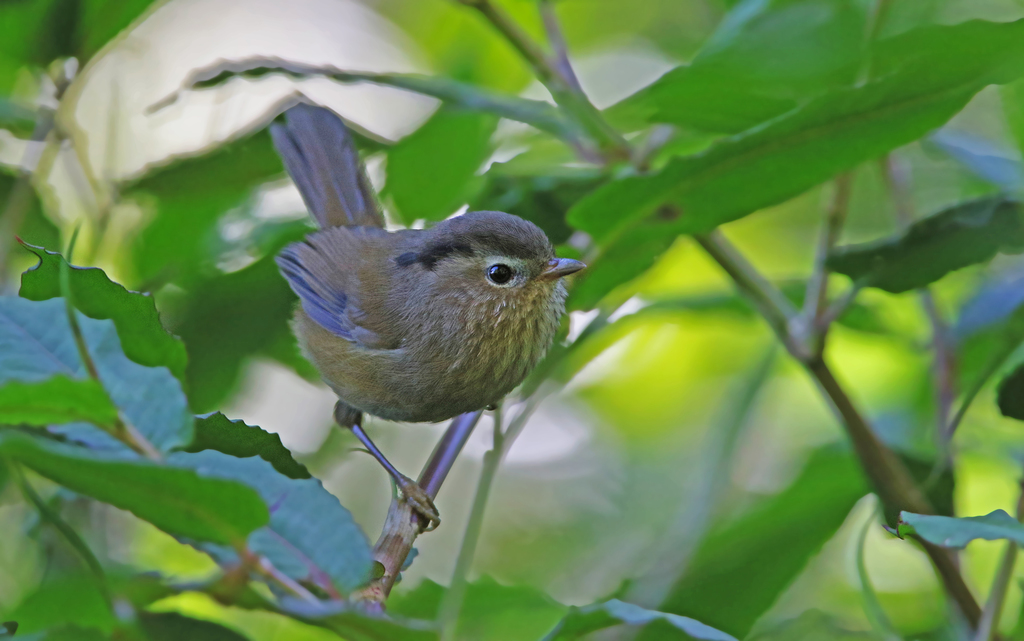 Indochinese Fulvetta photo