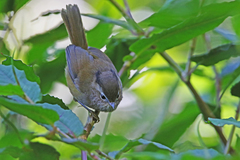 Indochinese Fulvetta photo 2