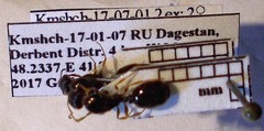 Tetramorium caespitum
