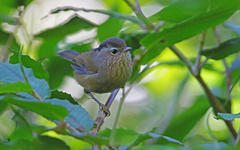 Indochinese Fulvetta photo 3