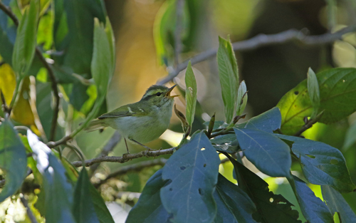 Kloss's Leaf Warbler