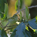 Kloss's Leaf Warbler - Photo (c) Christoph Moning, some rights reserved (CC BY), uploaded by Christoph Moning