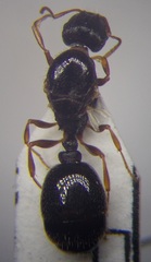 Tetramorium caespitum