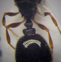 Tetramorium caespitum