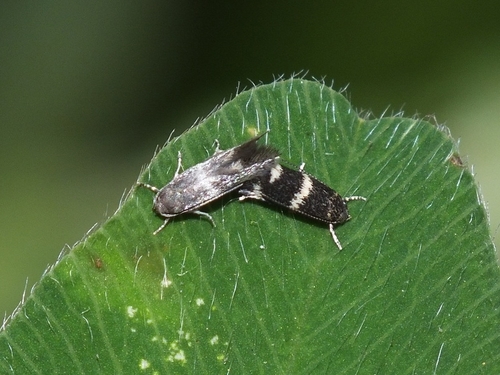Elachista pullicomella