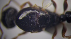 Tetramorium caespitum