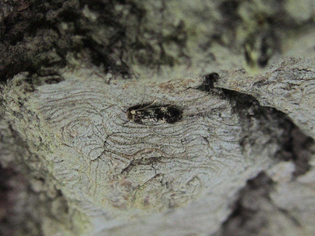 Grey-poplar Pigmy