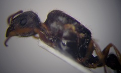 Tetramorium caespitum