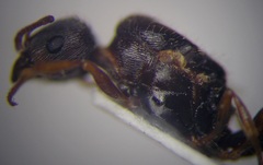 Tetramorium caespitum