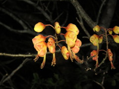 Erythrostemon exostemma