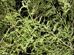 Erythrostemon exostemma