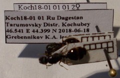 Tetramorium caespitum