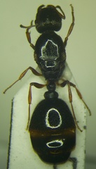 Tetramorium caespitum