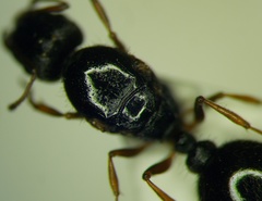Tetramorium caespitum