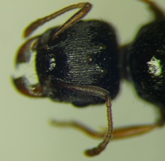 Tetramorium caespitum