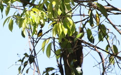 Aethopyga nipalensis