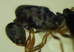 Tetramorium caespitum