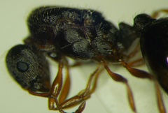 Tetramorium caespitum