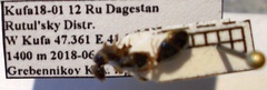 Tetramorium caespitum