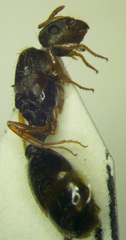 Tetramorium caespitum