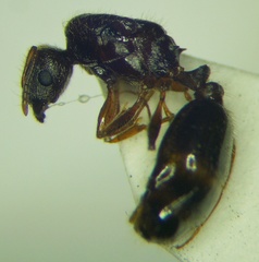 Tetramorium caespitum